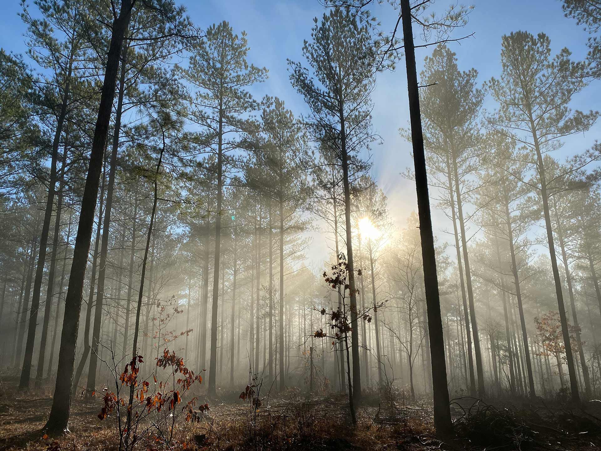Forest in morning light