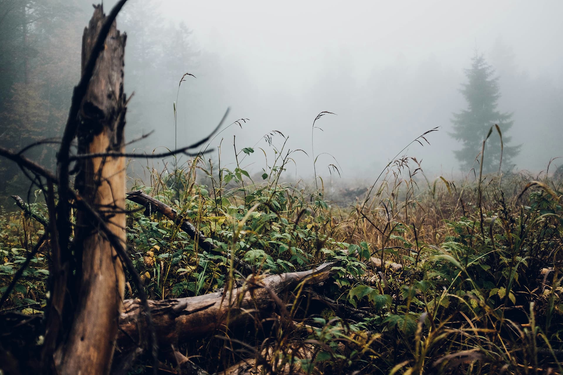 Hunting grounds in the forest