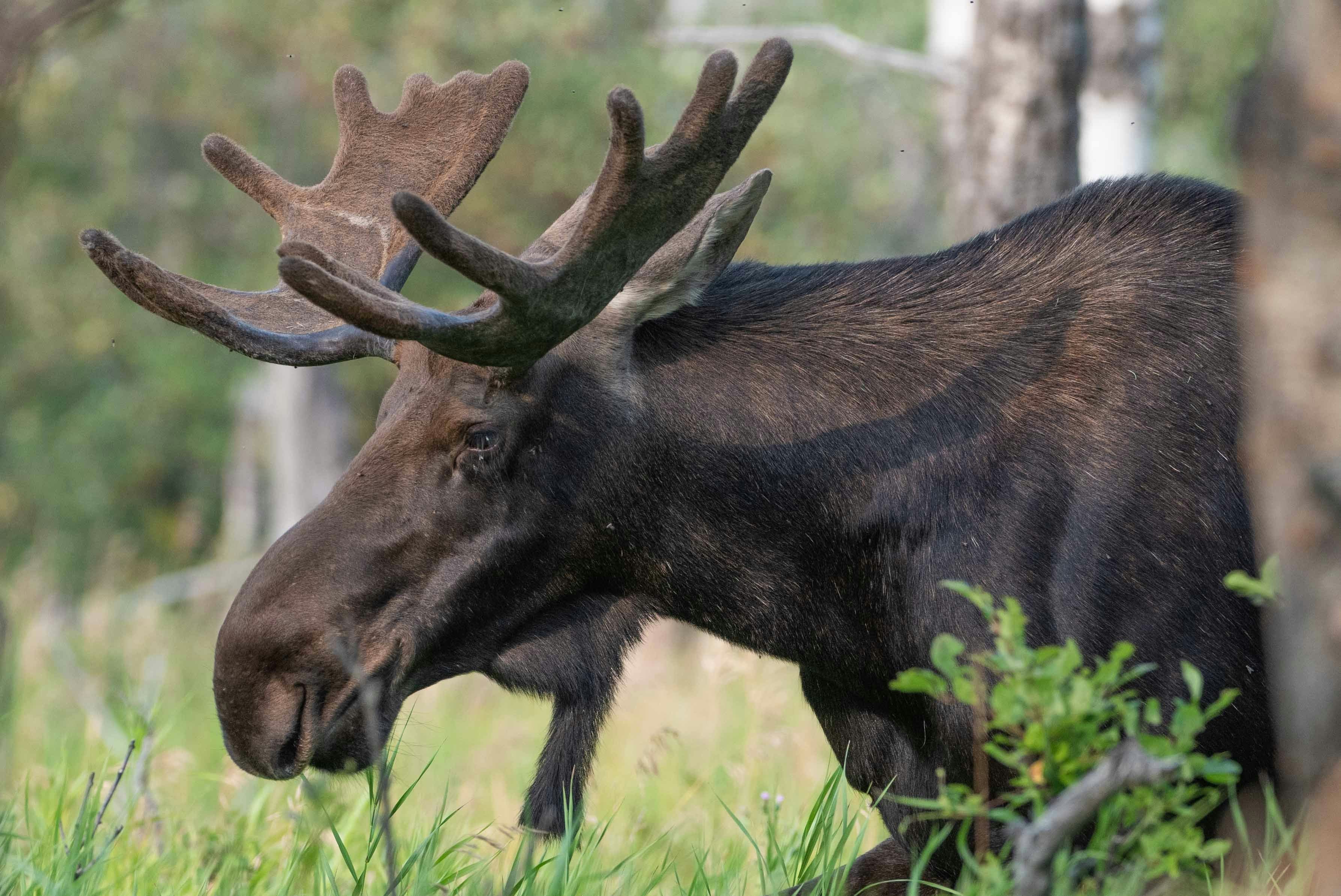 The Complete Guide to Moose Hunting in Norway